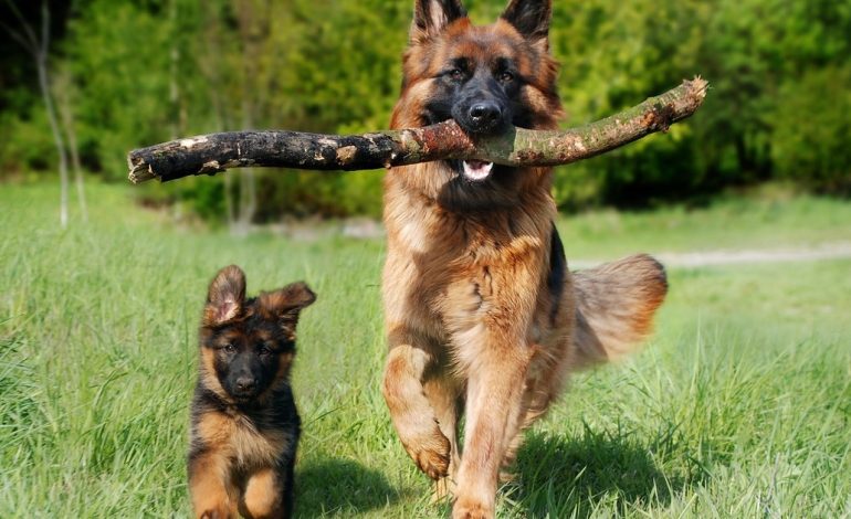 ¿cuantas-veces-al-dia-debe-comer-un-perro-cachorro-y-un-can-mayor?