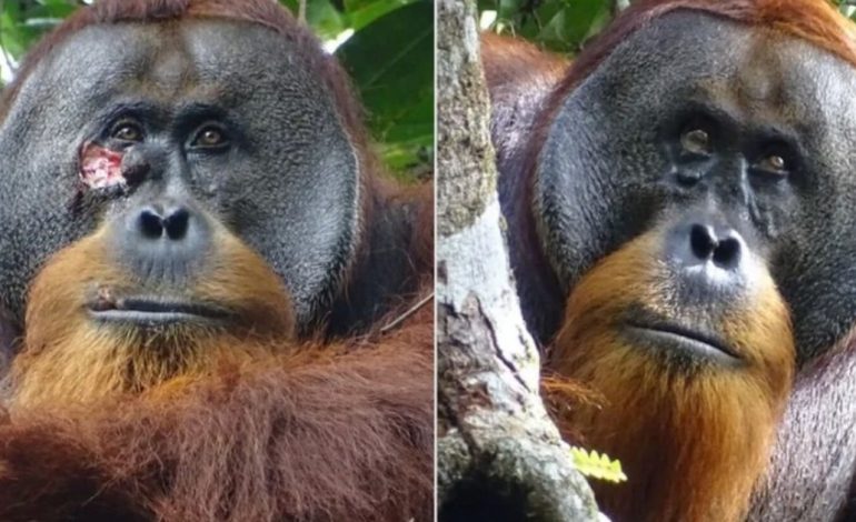 descubren-por-primera-vez-a-un-orangutan-salvaje-que-se-curo-una-herida-con-un-unguento-que-el-mismo-creo