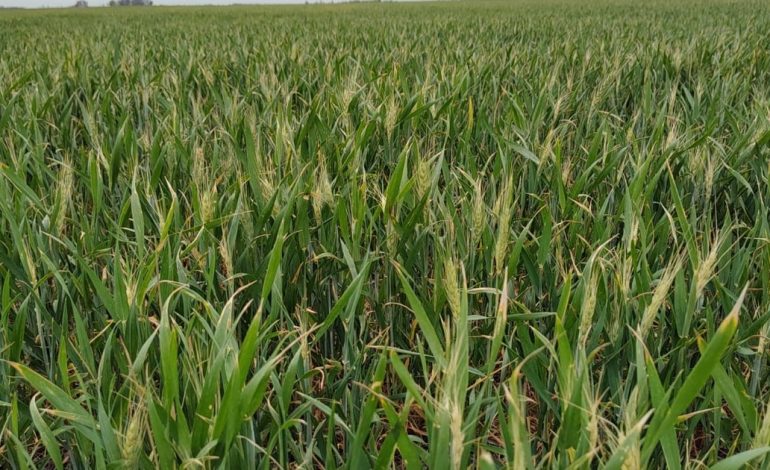fertilizo-trigo-a-principios-de-julio-con-200-kg-de-urea,-luego-de-la-aplicacion-llovio-un-mes-mas-tarde:-¿cual-es-la-eficiencia-de-absorcion-de-la-urea-en-estas-condiciones?