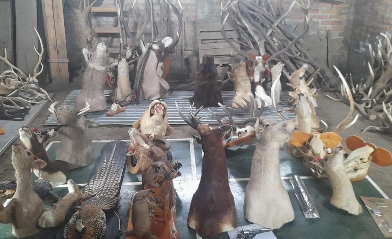 Incautaron más de 20 cabezas de animales exóticos en Neuquén, en otro golpe al tráfico ilegal de fauna