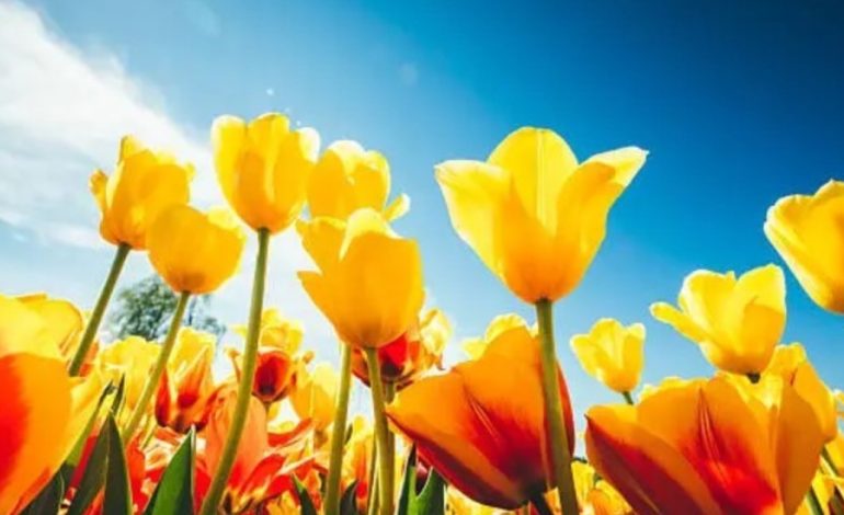 primavera-2024:-las-mejores-frases-e-imagenes-para-compartir-este-21-de-septiembre-en-whatsapp