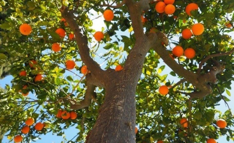 ¿que-se-les-pone-a-los-arboles-para-que-den-fruto?