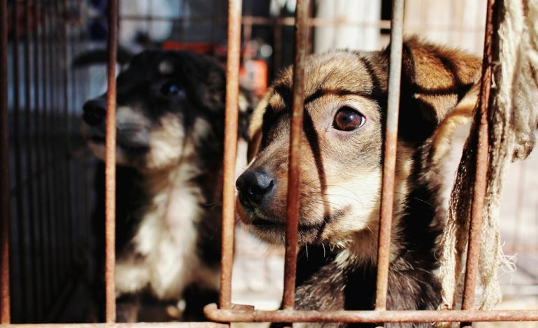como-puedo-denunciar-un-caso-de-maltrato-animal