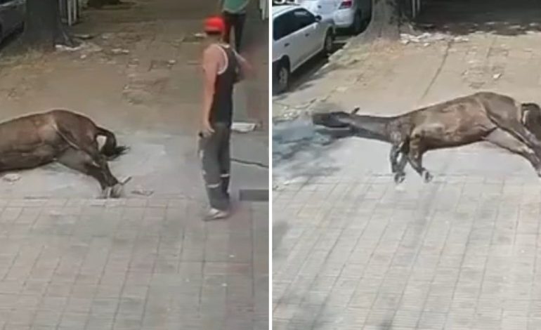 arrastro-el-cadaver-de-un-caballo-y-lo-dejo-tirado-en-la-vereda:-“es-una-porqueria-de-persona”
