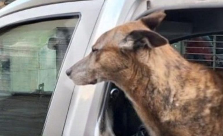 otra-vez-dejaron-a-un-perro-encerrado-en-un-auto-en-rosario:-la-policia-rompio-el-vidrio-para-salvarlo