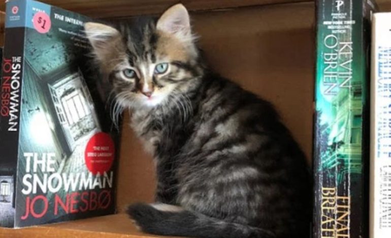 una-libreria-unica-en-el-mundo:-esta-habitada-por-gatos-que-los-clientes-pueden-adoptar