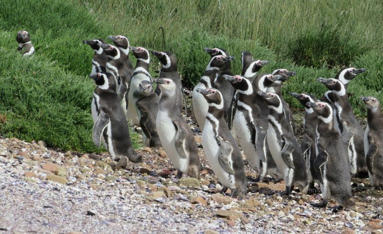 que-animales-viven-en-la-patagonia:-guia-para-exploradores