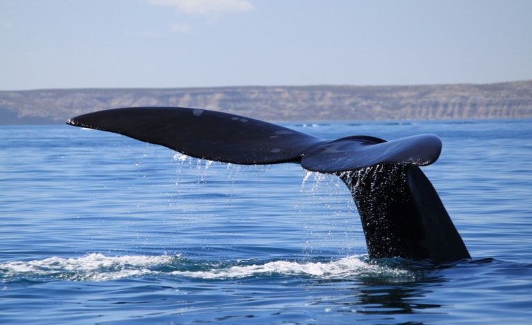 ballenas-en-argentina:-cuando-y-donde-avistarlas
