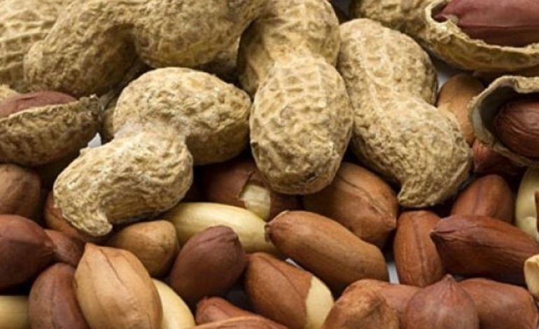 como-germinar-una-semilla-de-mani