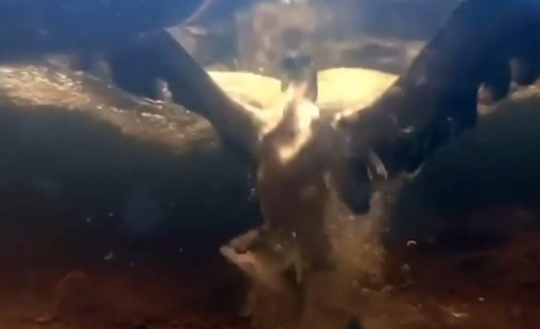 filman-el-instante-en-que-un-aguila-pescadora-atrapa-a-una-trucha-bajo-el-agua