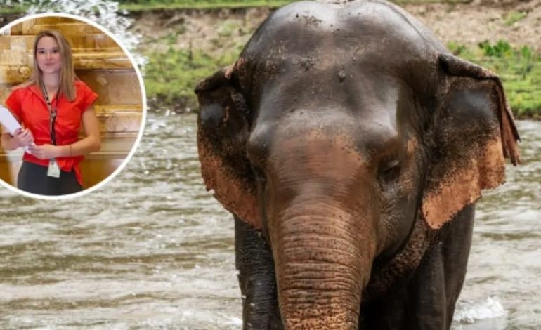 una-turista-de-22-anos-murio-en-tailandia-atacada-por-un-elefante:-estaba-en-una-excursion,-el-animal-se-estreso-y-la-mato