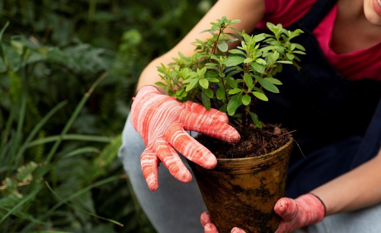 experta-en-jardineria-revela-cual-es-la-mejor-forma-de-trasplantar-tus-plantas-y-no-fallar-en-el-intento