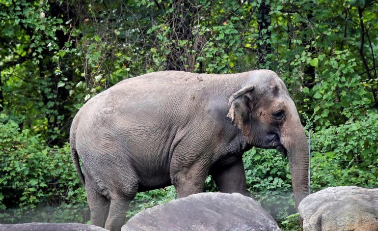 un-elefante-salvaje-mato-a-un-cazador-en-un-santuario-de-vida-silvestre