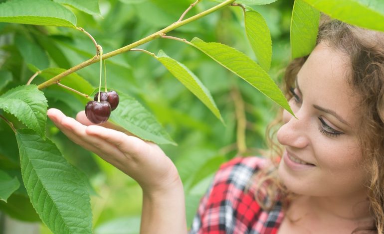 asi-podes-germinar-semillas-de-cereza-facilmente-en-casa:-guia-practica-para-principiantes