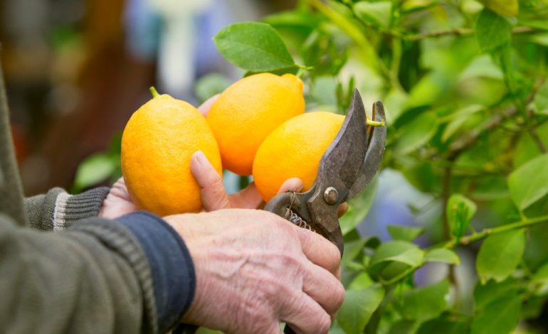 poda-de-limonero:-cual-es-la-estacion-mas-adecuada-para-hacerlo-y-asi-favorecer-el-crecimiento-de-sus-ramas