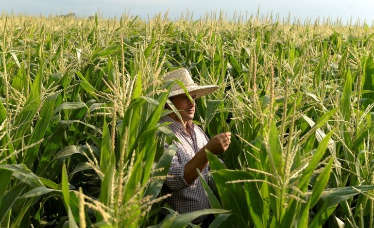limagrain-apuesta-fuerte-por-el-maiz-y-lanza-un-nuevo-hibrido-de-ciclo-intermedio-con-tecnologia-viptera