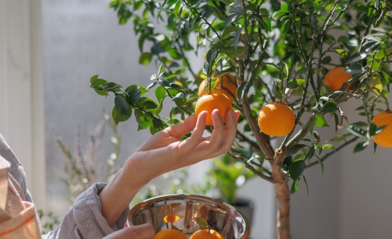 el-truco-de-las-abuelas-para-que-los-arboles-frutales-exploten-de-frutas-y-tengan-hojas-sanas