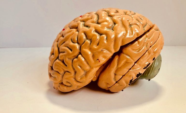 a-que-edad-el-cerebro-comienza-a-envejecer-mas-rapido,-segun-la-ciencia
