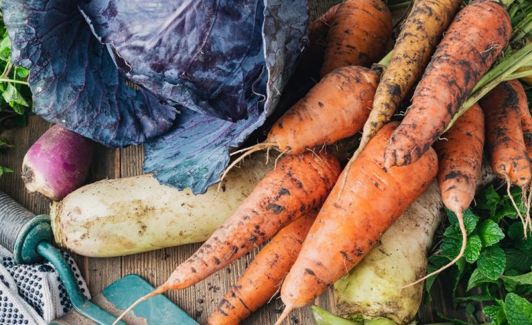 que-plantar-en-invierno:-guia-completa-para-armar-tu-huerta-en-casa-y-cultivar-hortalizas-con-exito