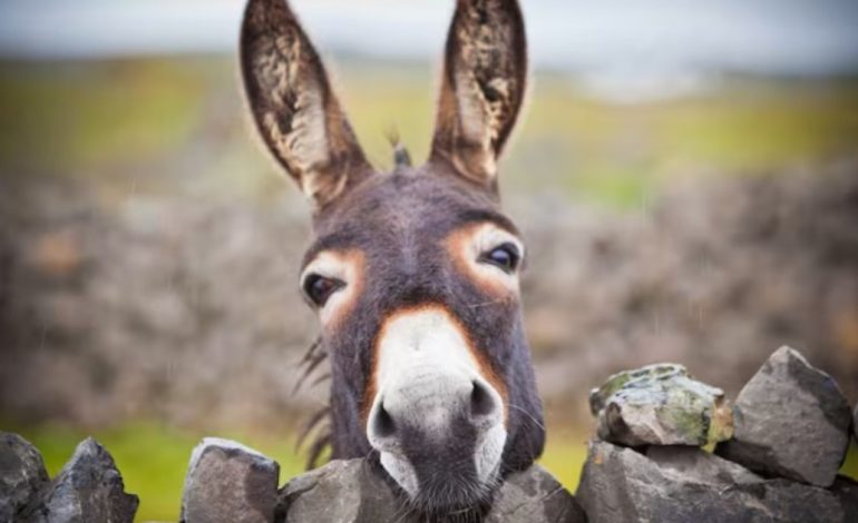 china-sacrifico-6-millones-de-burros-en-un-ano-para-utilizar-su-piel-en-productos-de-belleza