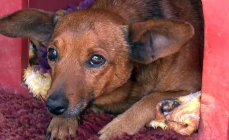 un-perro-camino-solo-12-kilometros-hasta-el-velatorio-de-su-dueno-y-lloro-en-el-cajon