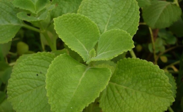 como-usar-el-oregano-orejon-para-mejorar-la-digestion
