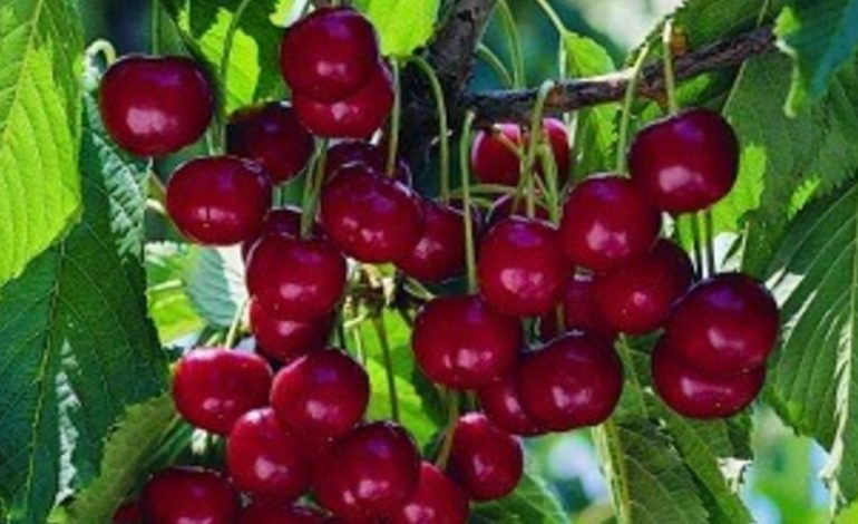 cuales-son-las-propiedades-del-capulin-que-lo-hacen-una-fruta-ideal-para-la-salud