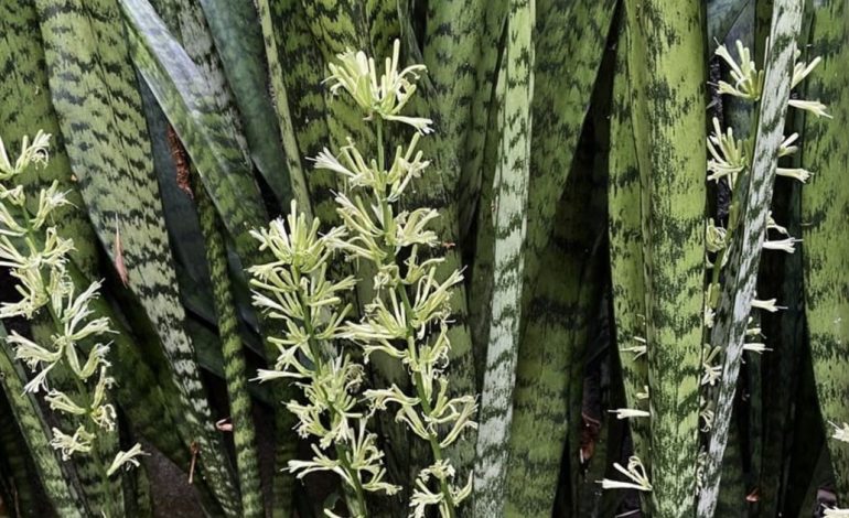 con-este-abono-casero-tu-lengua-de-suegra-tendra-flores-en-pocas-semanas