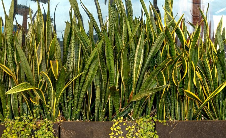 para-que-sirve-enterrar-un-trozo-hoja-de-lengua-de-suegra-o-sansevieria-y-por-que-recomiendan-hacerlo