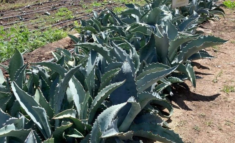 mejor-que-la-lengua-de-suegra:-la-planta-ideal-para-tener-en-el-jardin